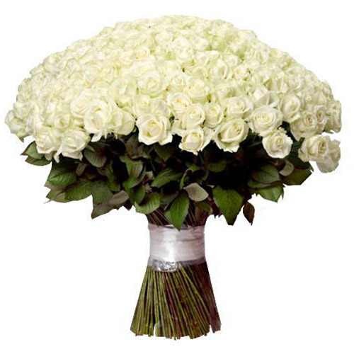 Фото товара 201 белая роза в Каменец-Подольском
