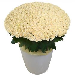Фото товара 301 белая роза в большом вазоне в Каменец-Подольском