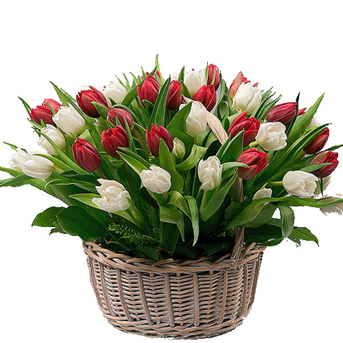 Фото товара 51 тюльпан в корзине в Каменец-Подольском