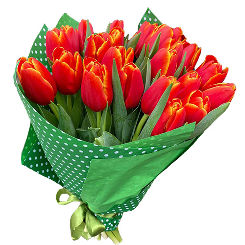 Фото товара 21 тюльпан "Маковый цвет" в Каменец-Подольском