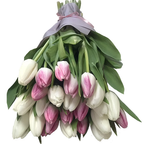 Фото товара 25 біло-рожевих тюльпанів в Каменец-Подольском