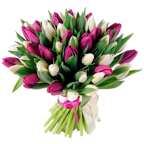 Фото товара 51 бело-пурпурный тюльпан (с лентой) в Каменец-Подольском