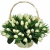 Фото товара 51 белый тюльпан "Джульетта" в Каменец-Подольском