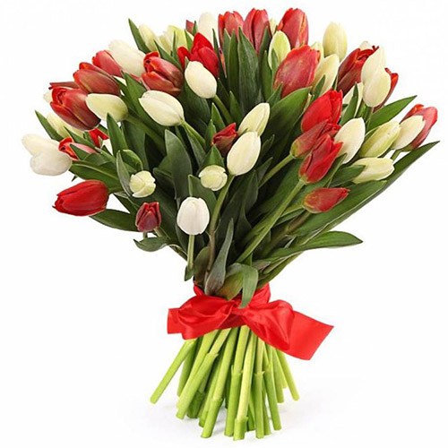 Фото товара 51 красно-белый тюльпан (с лентой) в Каменец-Подольском