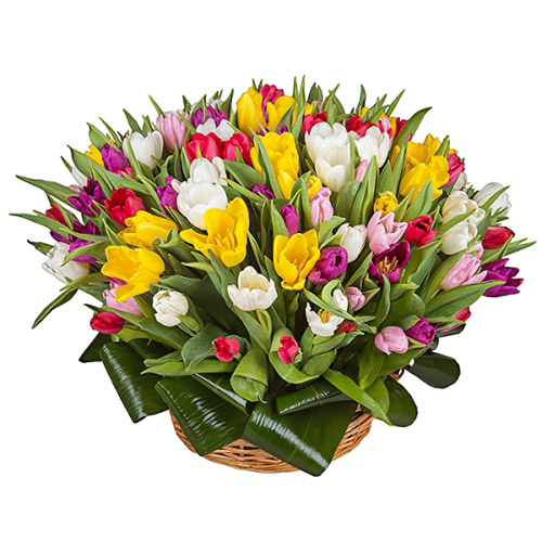 Фото товара 75 тюльпанов микс (все цвета) в корзине в Каменец-Подольском