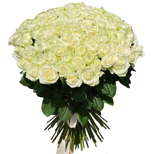 Фото товара 101 роза белая в Каменец-Подольском
