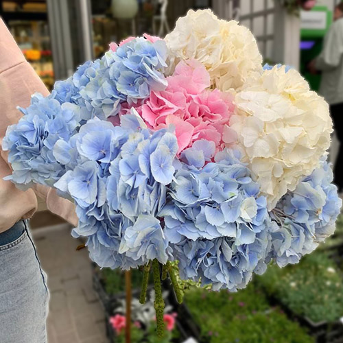 фото букета с гортензиями разных цветов