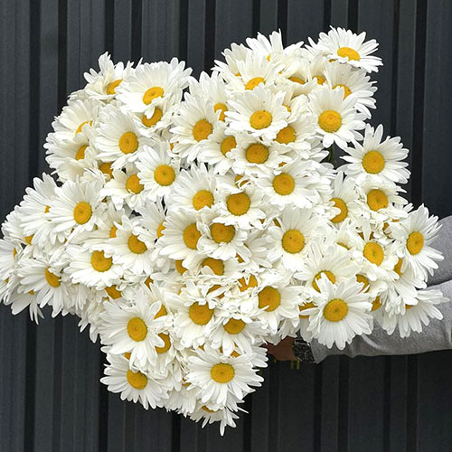 большой букет белых ромашек фото